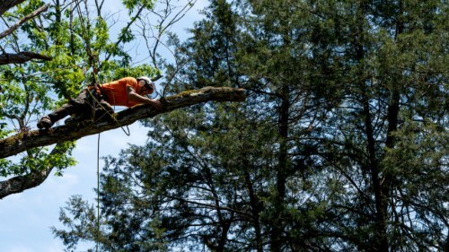 arbor services of utah climbe arbor services of utah climbe