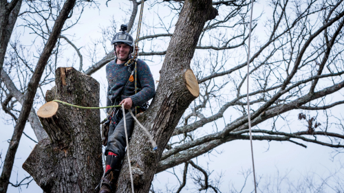 small Utah arborist in tree smiling small Utah arborist in tree smiling